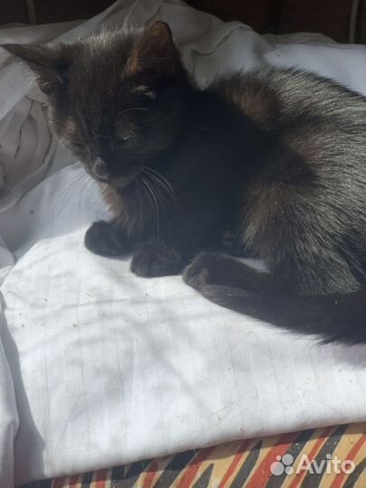 Котёнок мальчик