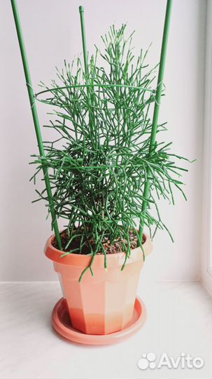 Брызги шампанского