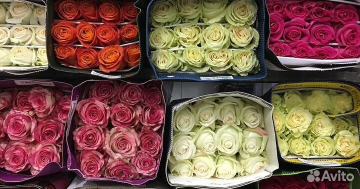 Розы оптом от 15шт. 51,101 роза оптом.Красноярск