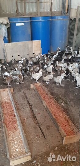 Утка домашняя