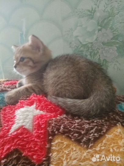 Кошки в добрые руки бесплатно