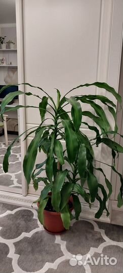 Пальма юкка 10 лет