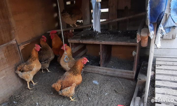 Куры Сеья Кучинская Юбилейная