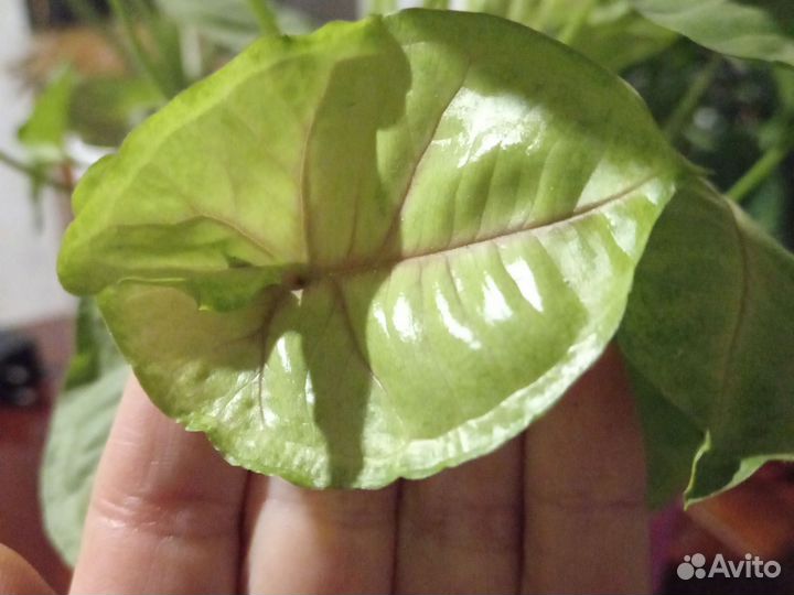 Сингониум mango