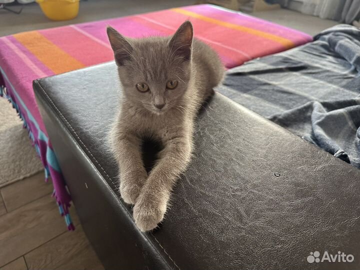 Отдам кота в добрые руки