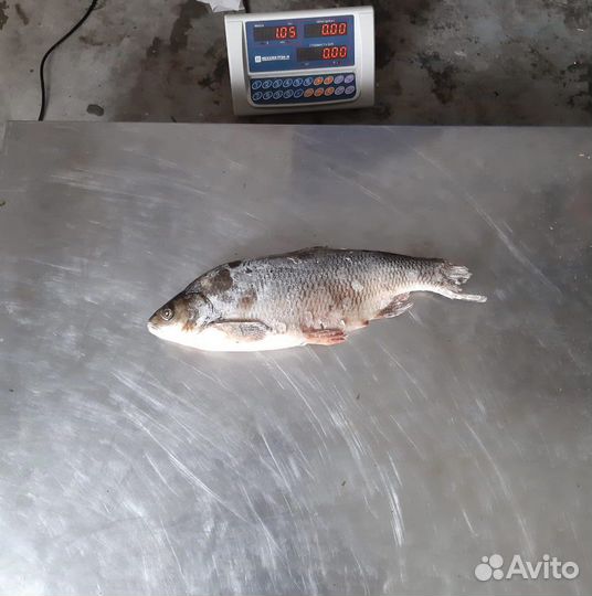 Язь крупный с севера