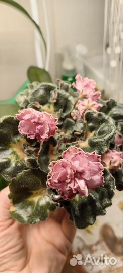 Фиалка юв Капучино