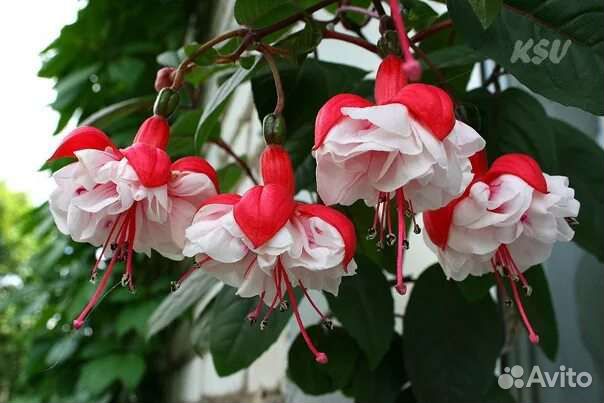 Сансевиерия фуксия комнатные цветы растения