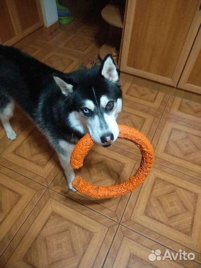 Передержка собак 24/7