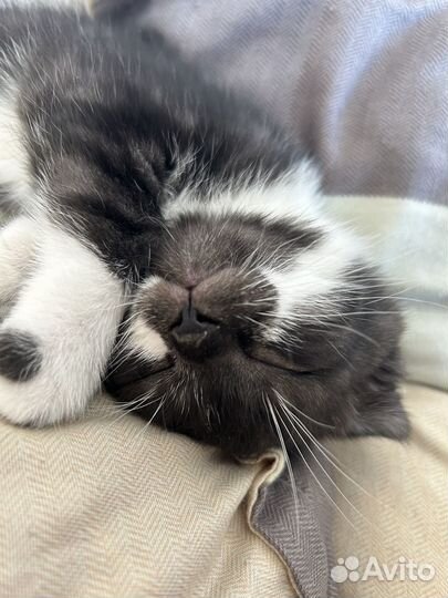 Шотландский вислоухий котенок