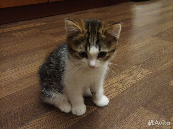 Котята
