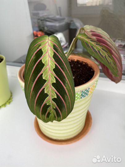 Маранта триколор