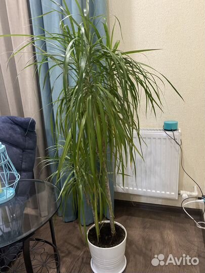 Пальма драцена