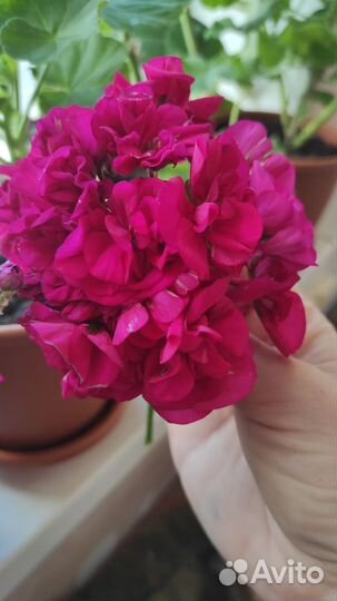 Герань пеларгония