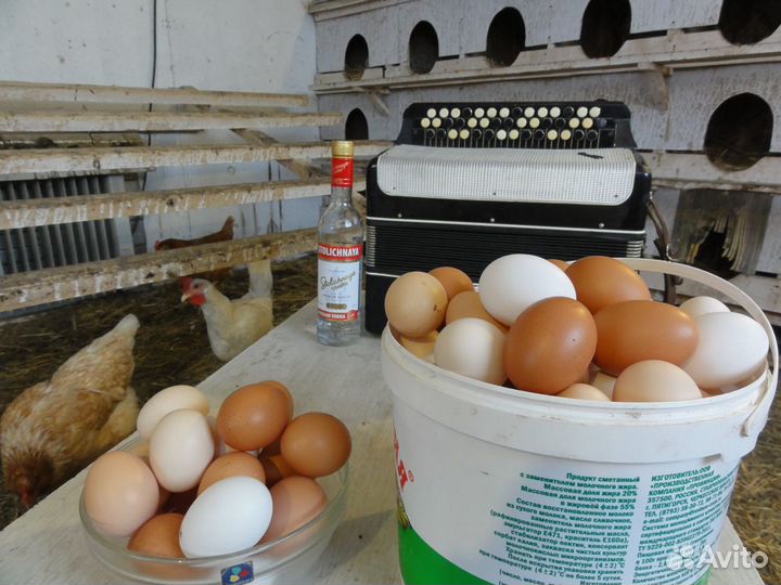 Яйцо домашнее