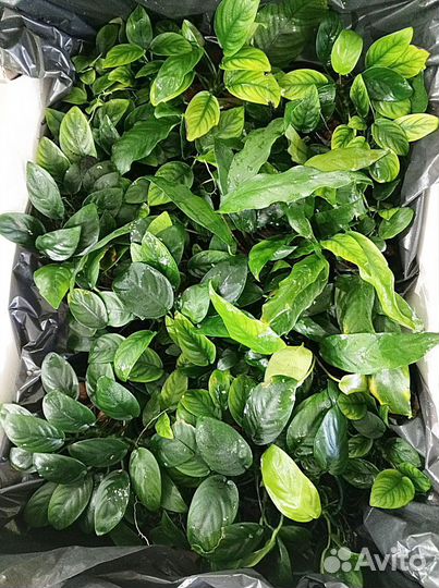 Анубиасы в ассортименте