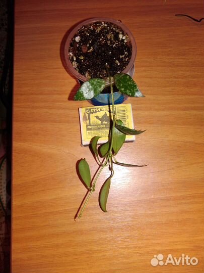 Хойя Лакуноза перангин, и другие хойи