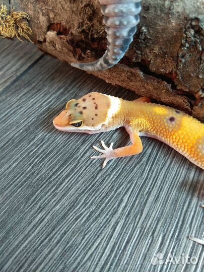 Малыши ящерята эублефар