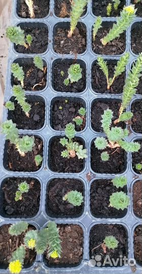 Родиола розовая, Золотой Корень