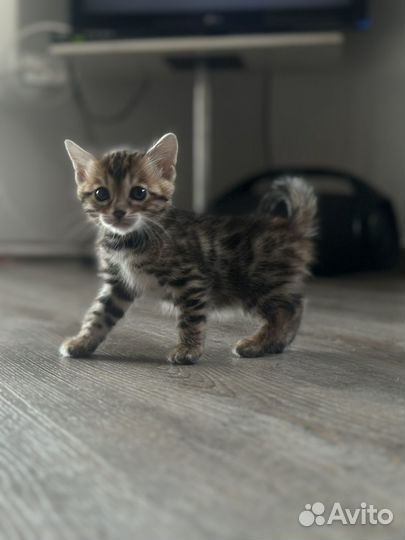 Бенгальские котята