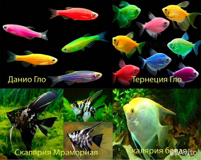 Данио, Скалярия, Барбус, Гурами, Тернеция, Мечики