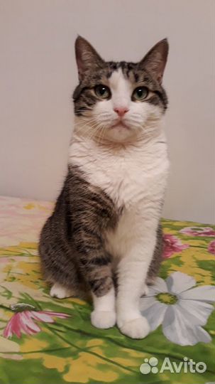 Кошечка Люся