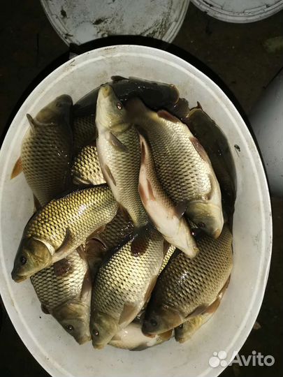 Живая рыба в пруды, озёра