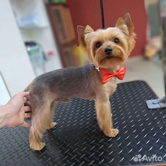 Обучение грумингу