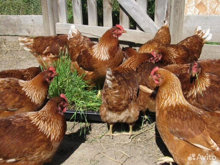 Куры несушки