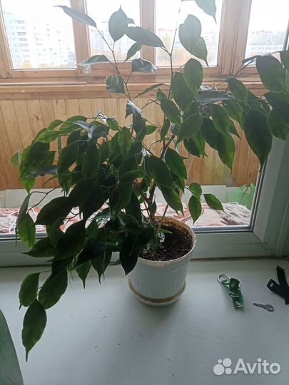 Фикус бенджамина