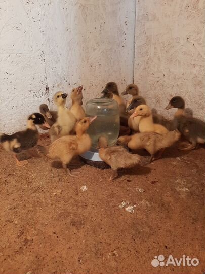 Яйцо гуся, утки, цесарки