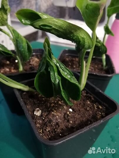 Сциндапсусы