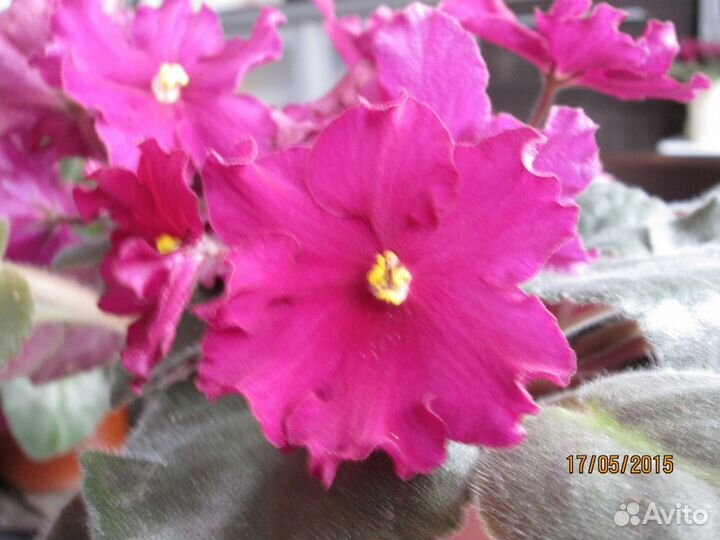 Фикус Бенджамина