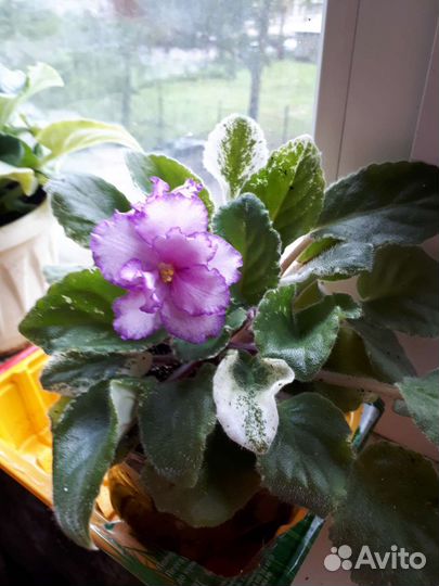 Цветущие фиалки