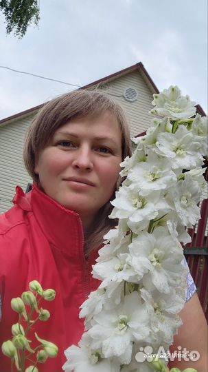 Дельфиниум