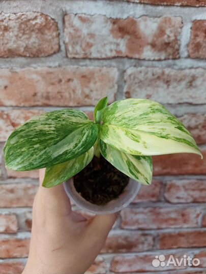 Филодендрон кобра