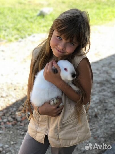 Самцы и самки калифы