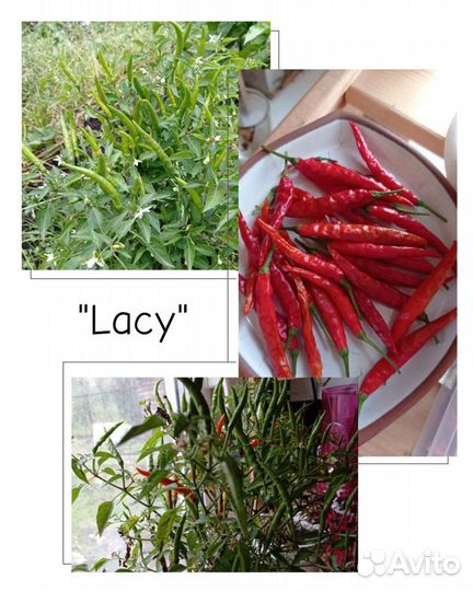 Семена редких сортов острого перца