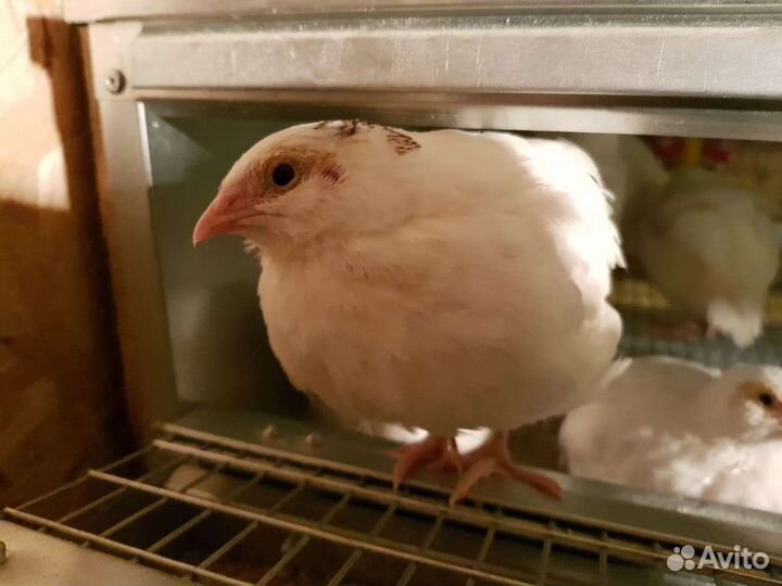 Яйца перепелиные домашние
