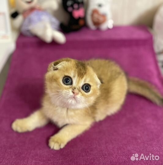 Роскошные шотландские котята