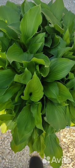 Хоста, Бадан