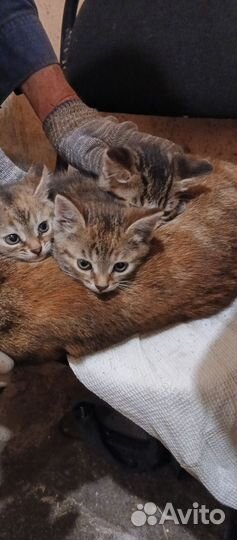 Отдам котят в хорошие руки
