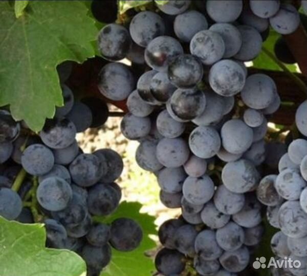 Виноград, вишня, шелковица и др