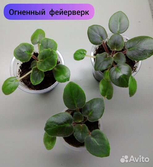 Фиалки сортовые