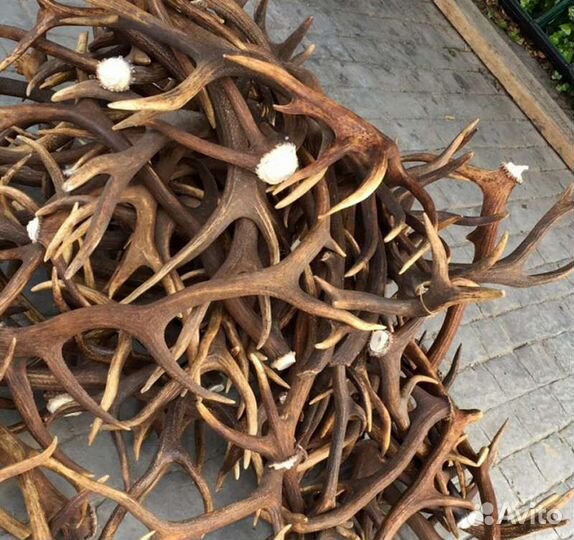 Рога оленя и лося