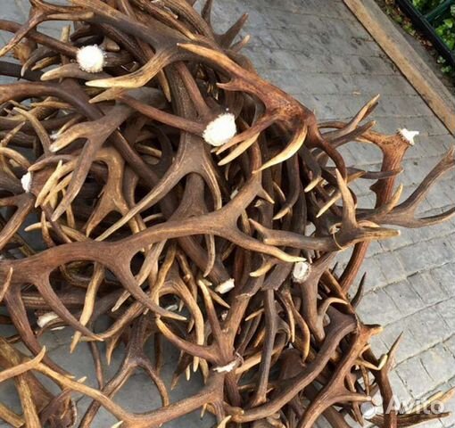 Рога оленя и лося