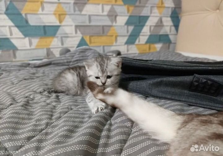 Шотландские котята