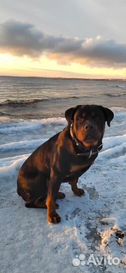 Вязка Ротвейлер