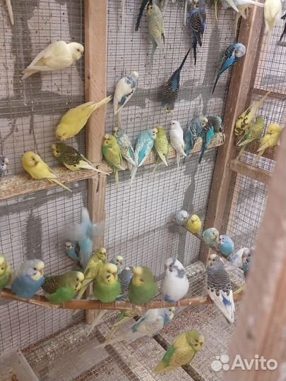 Волнистый попугай