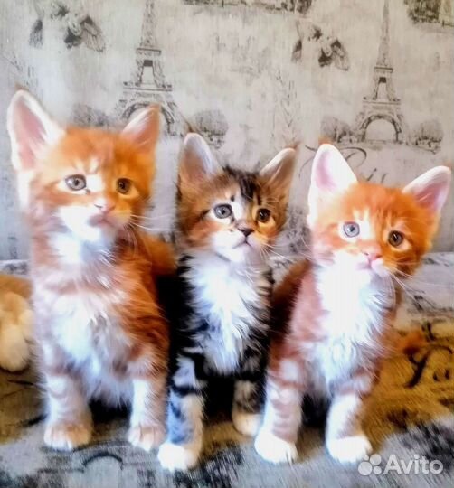 Котята мейн-кун
